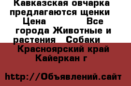 Кавказская овчарка -предлагаются щенки › Цена ­ 20 000 - Все города Животные и растения » Собаки   . Красноярский край,Кайеркан г.